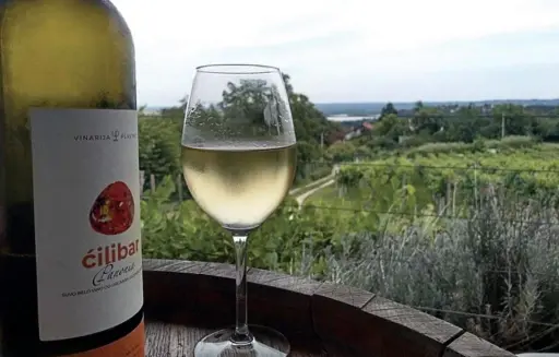 A bottle of cilibar wine at the Plavinci winery. There is a glass next to the bottle, with some wine in it. They are both situated on a barrel, looking at the vineyard. An overcast skyline can be seen above them.