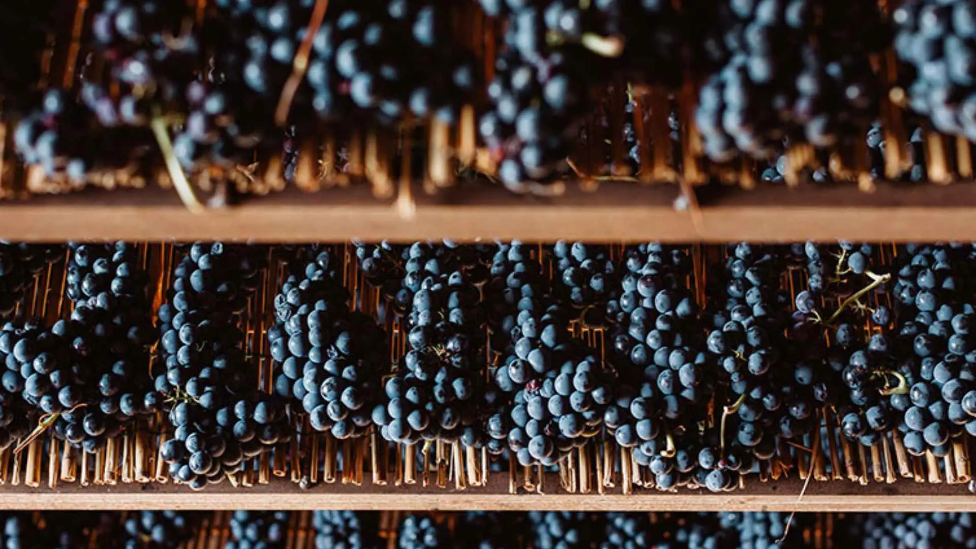 Cantina Fratelli Pardi