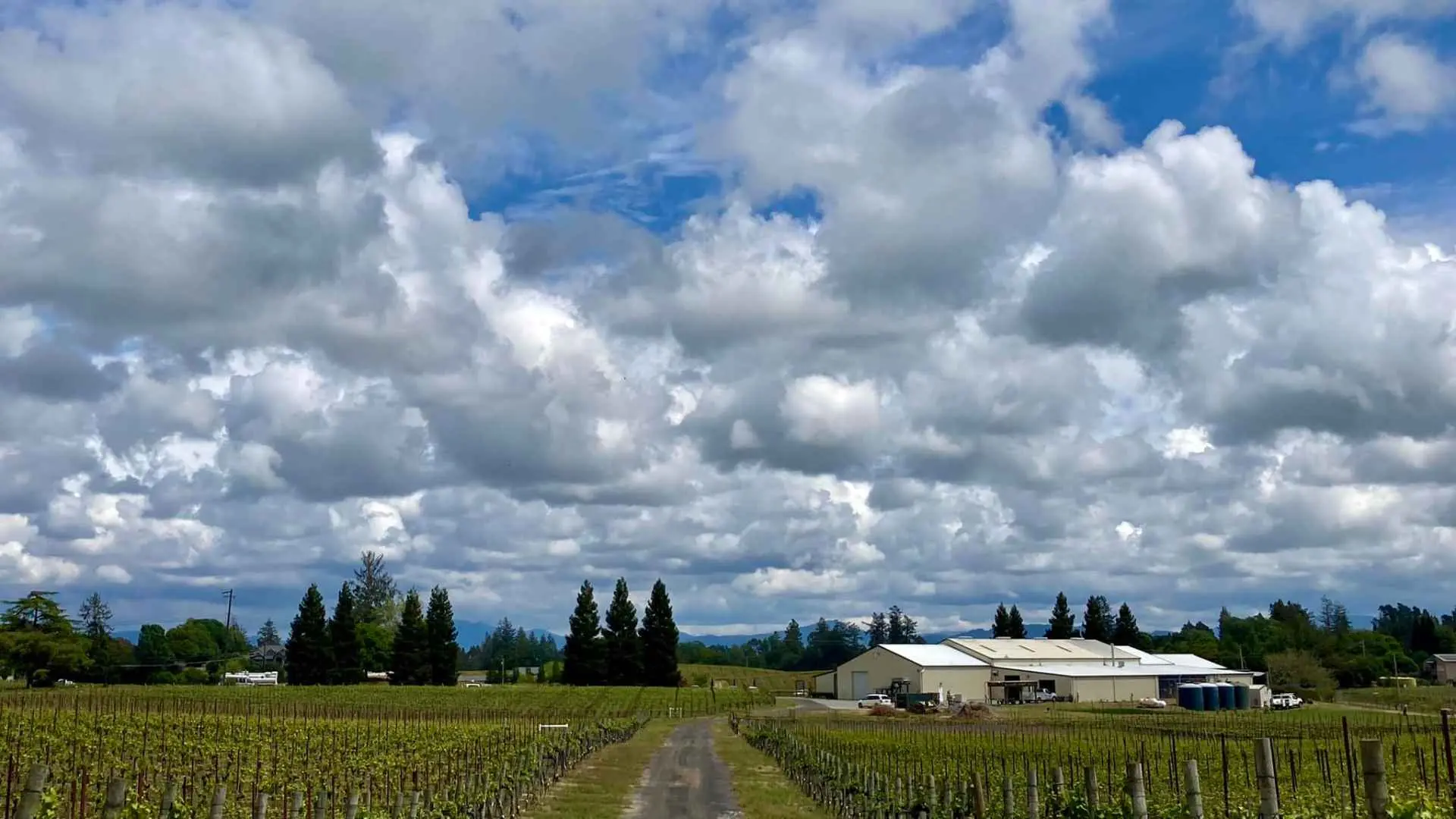 Emeritus Vineyards