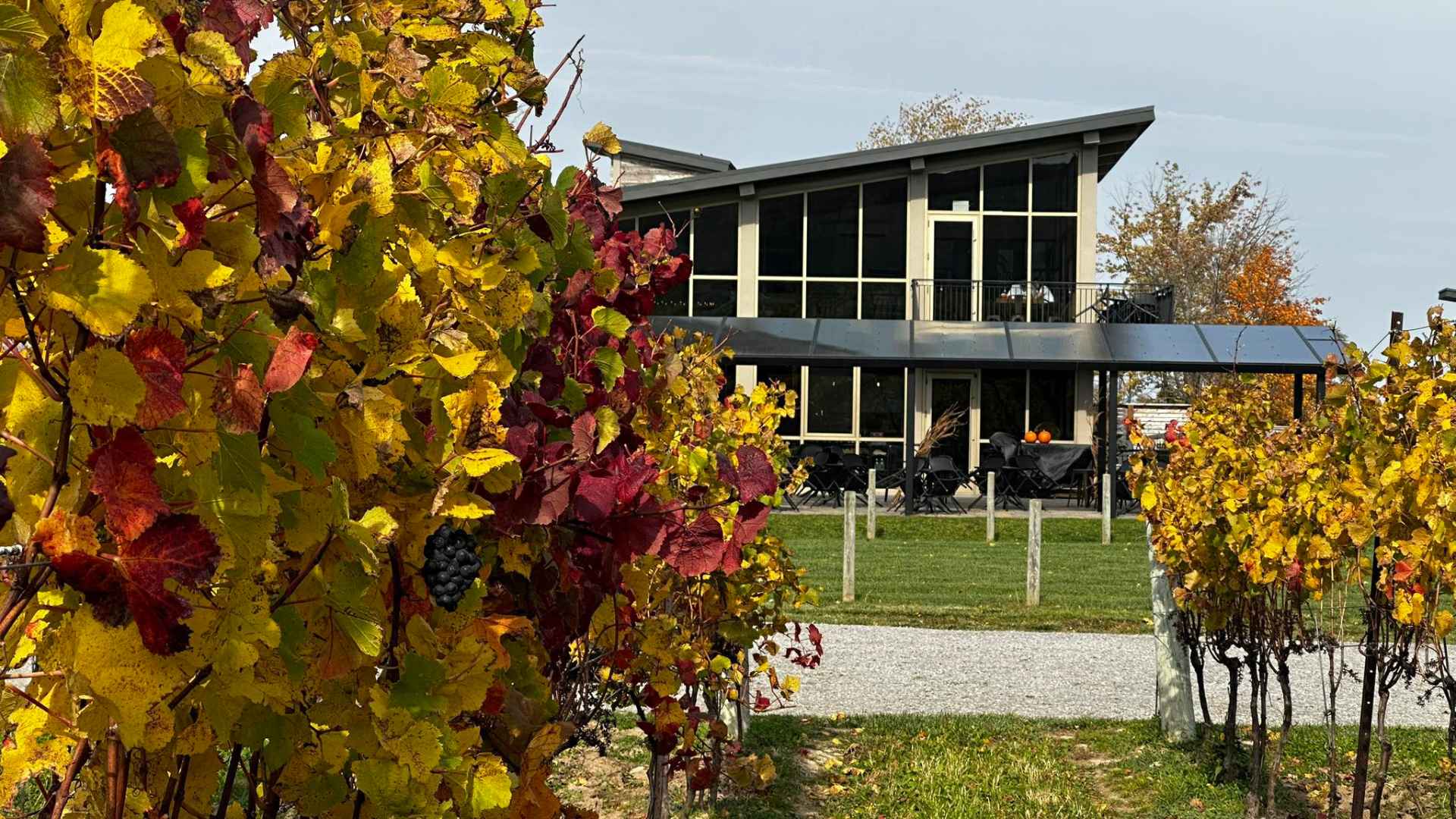 Cave Spring Vineyard