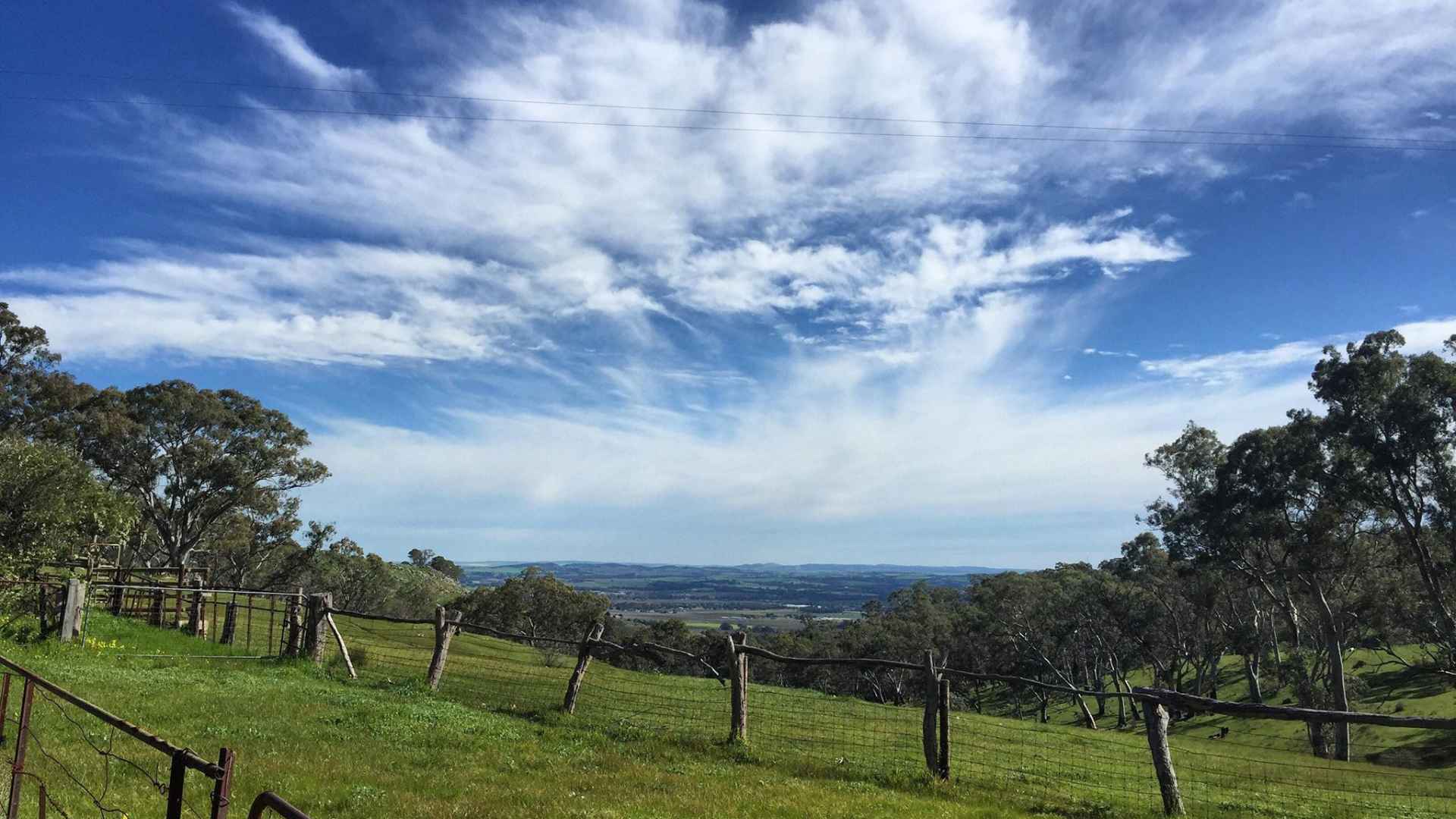 Turkey Flat Vineyards