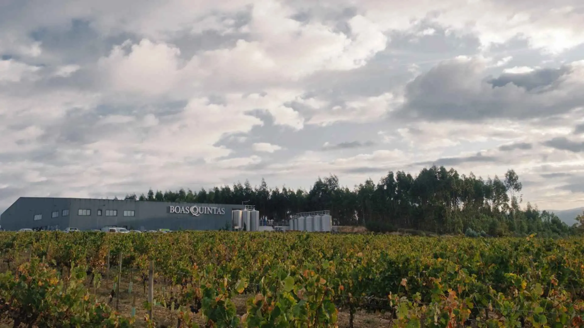 Boas Quintas