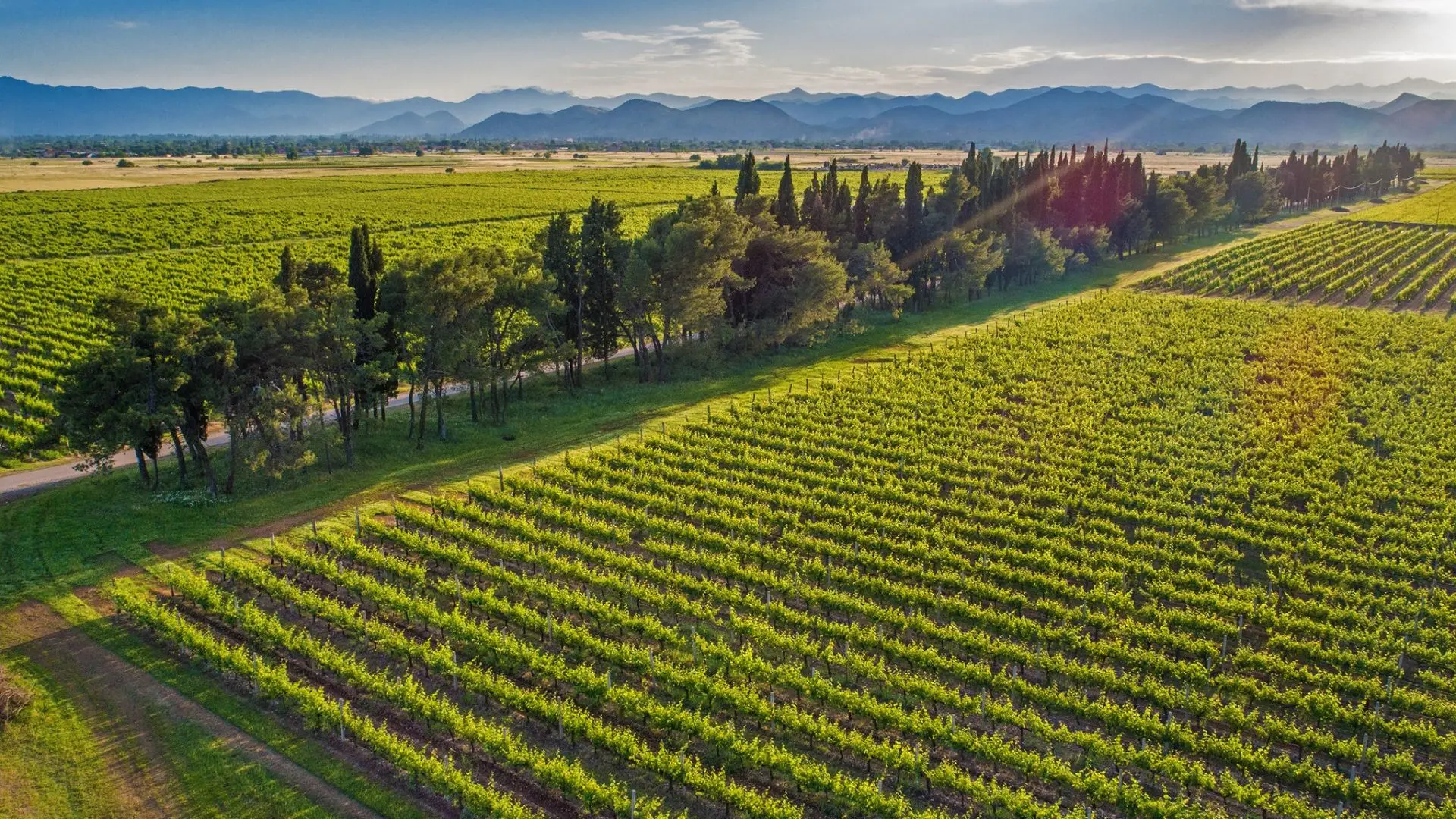 13 Jul Plantaže - Power of Terroir (