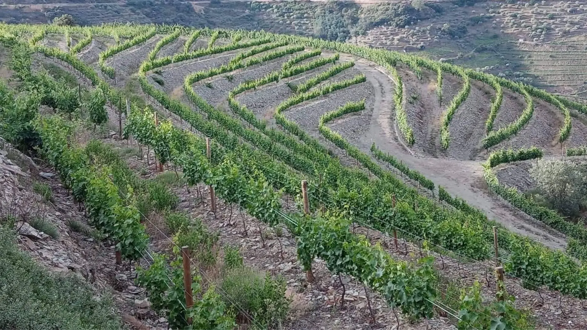 Quinta da Furada vineyards