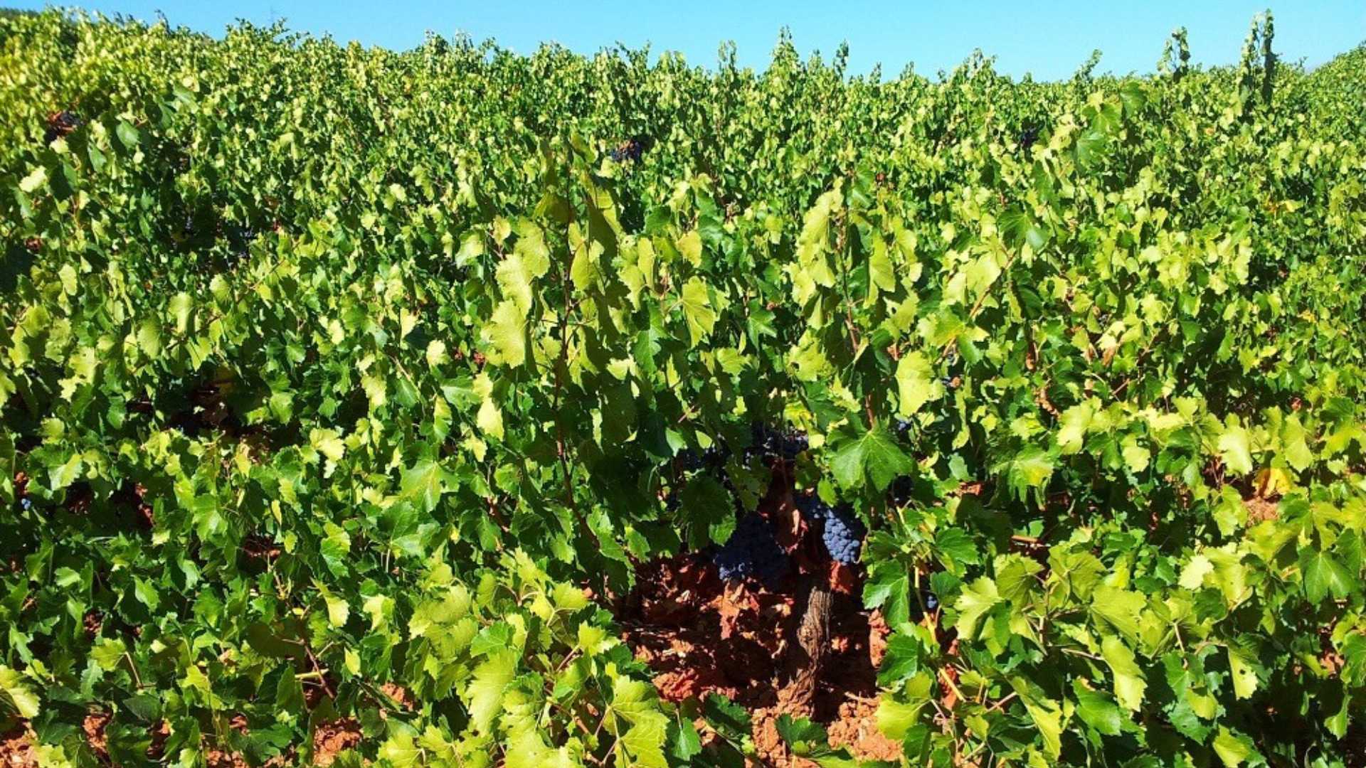 Cortijo El Cura Eco-Bodega Cortijo El Cura Eco-Bodega vineyards