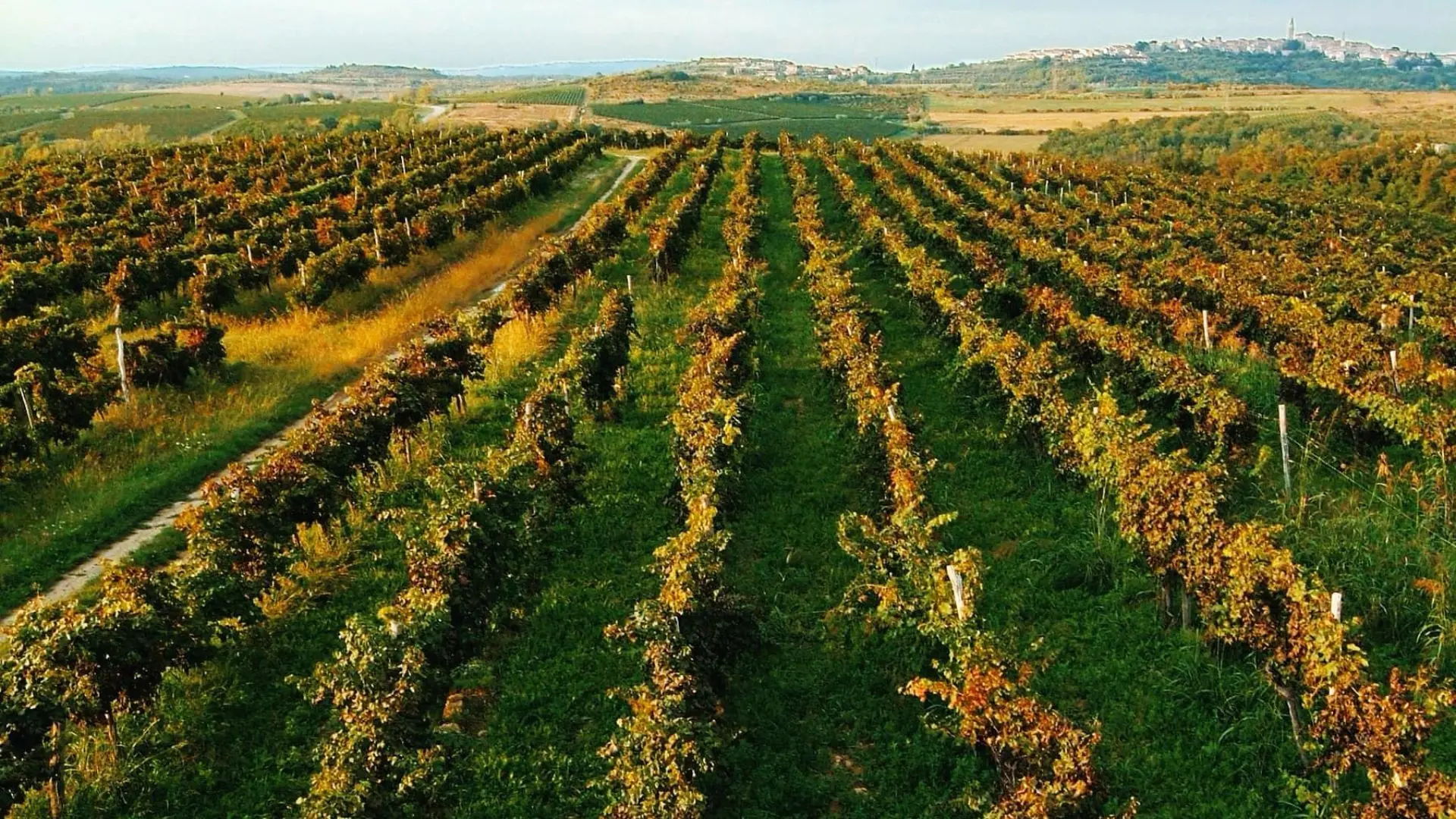 Degrassi vineyards Degrassi vineyards