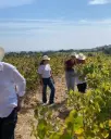 Portugal, Alentejo, Talha De Frades - From Vine to Glass