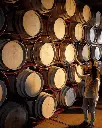 bolgheri exp2.webp
