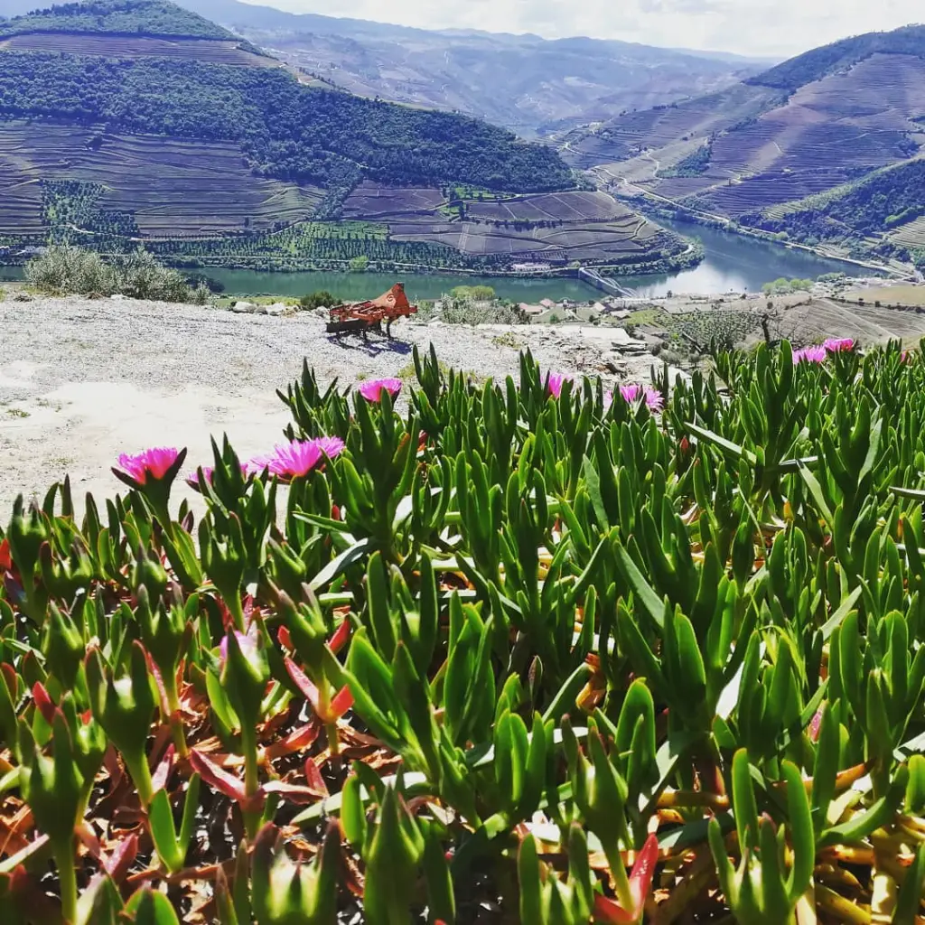 douro3.webp