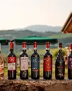 bignele exp2.webp