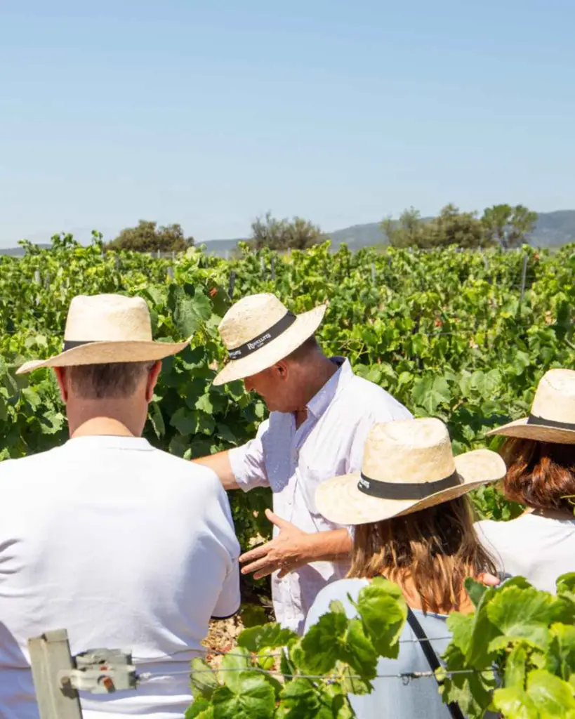 spain-catalonia-cava-rovellats-360-vine-to-cup.webp