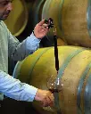 cellar wine from a barell.webp
