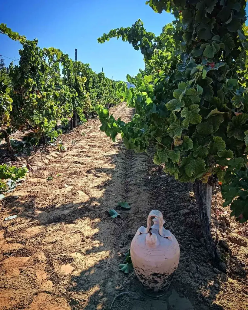 Bodega Manuel Aragon, experience2.webp