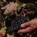 grapes.webp