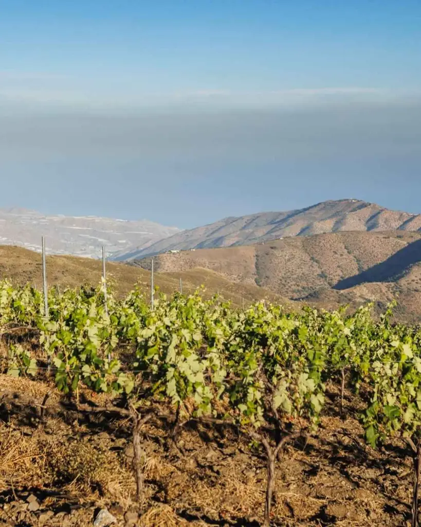 bodegas La Divisa, experience3.webp