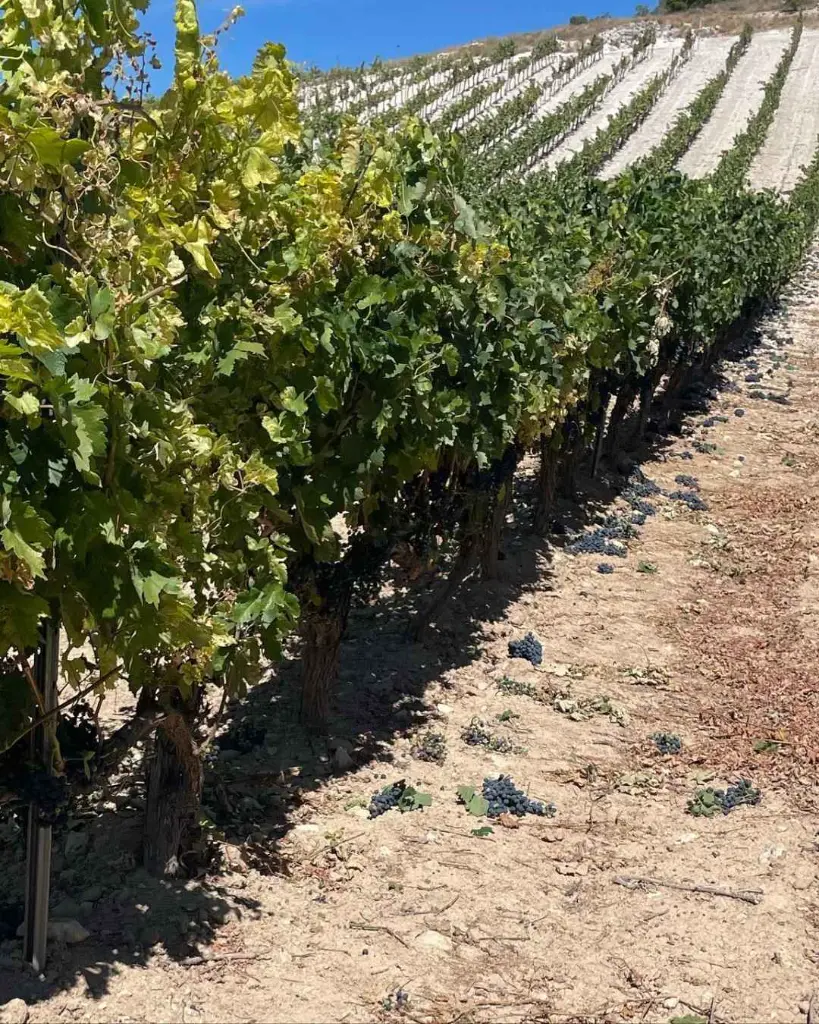 Dominio Lubiano, experience6.webp