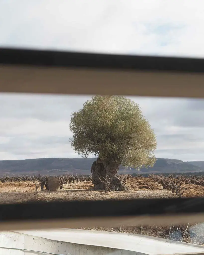 Bodega Tr3smano, experience2.webp