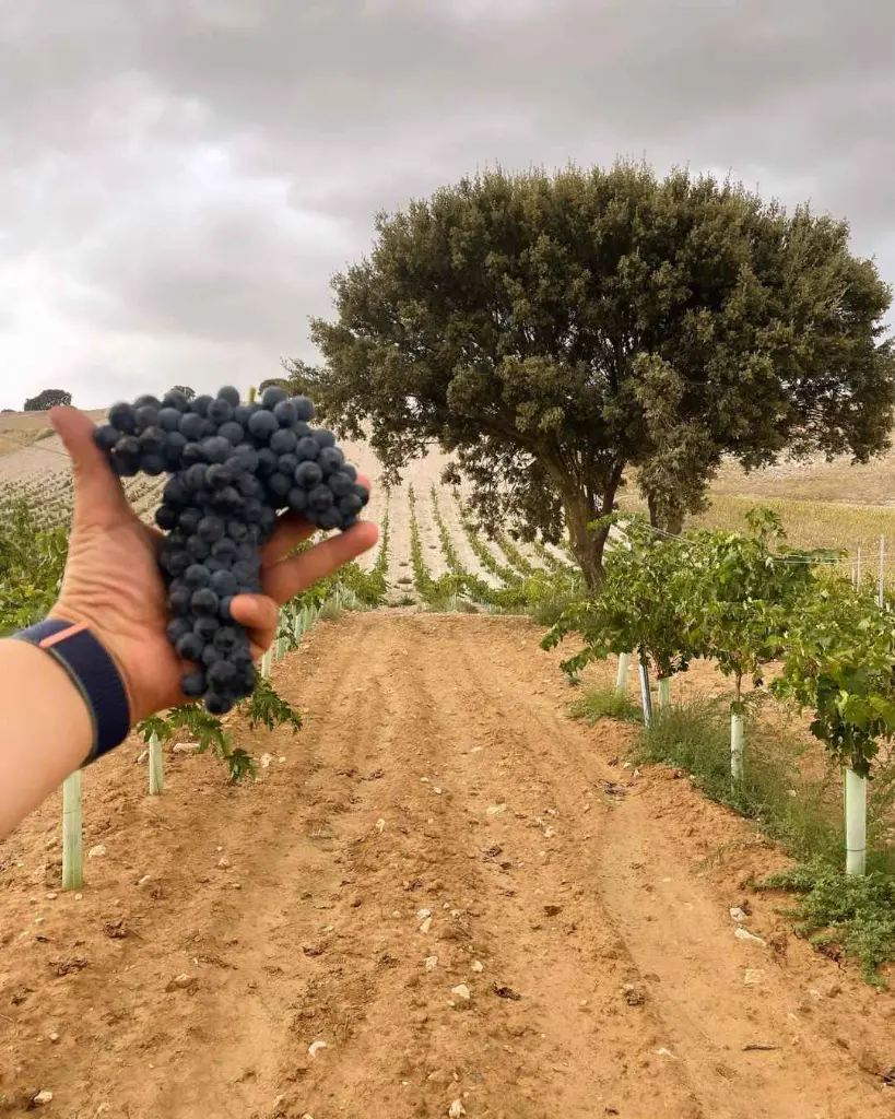 Bodega Sarmentero, experience2.webp