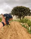 Bodega Sarmentero, experience2.webp