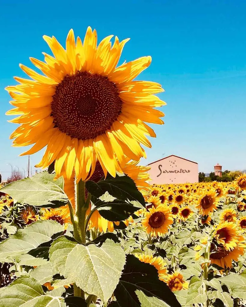 Bodega Sarmentero, experience3.webp