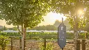 tenuta torciano visit.webp