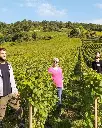 Champagne Rédempteur, meet the family.webp