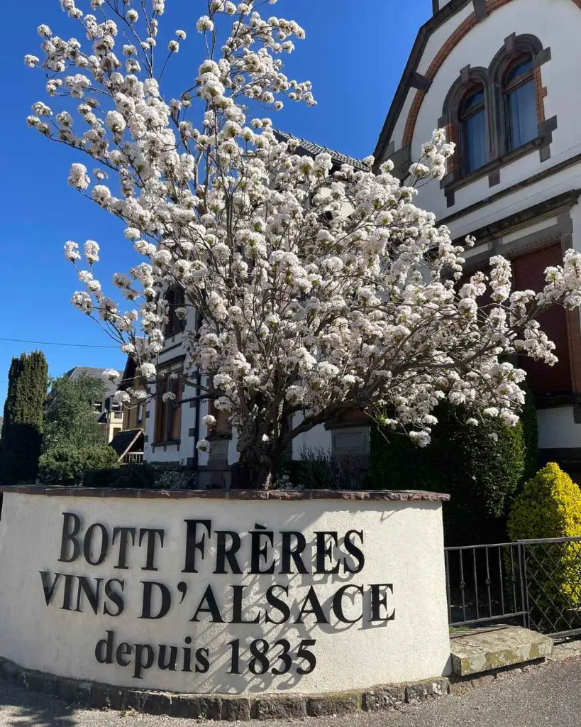 Bott Freres winery Alsace experience.webp