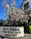 Bott Freres winery Alsace experience.webp