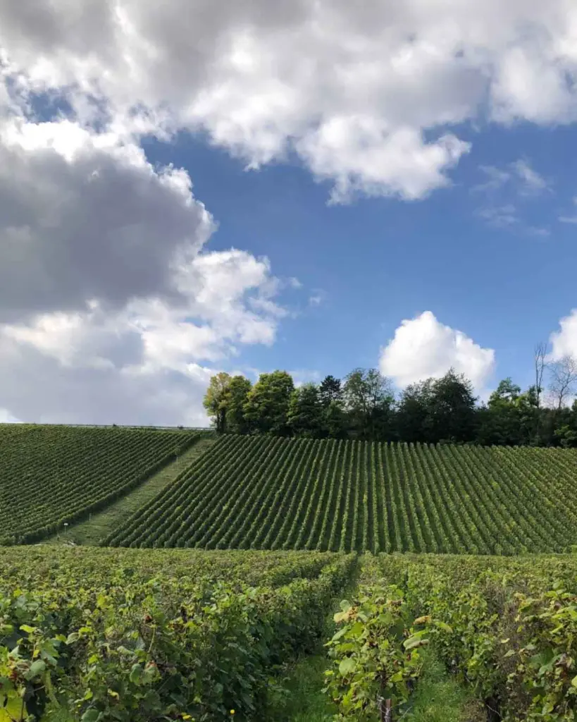 Champagne Louis Brochet, vineyards, France.webp