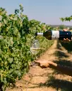 Casa Relvas, terroir.webp