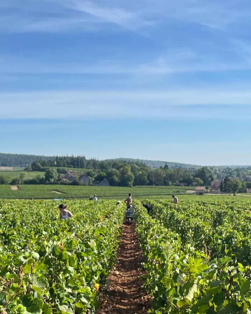 Château de Chamirey Burgundy vineyards .webp