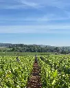 Château de Chamirey Burgundy vineyards .webp