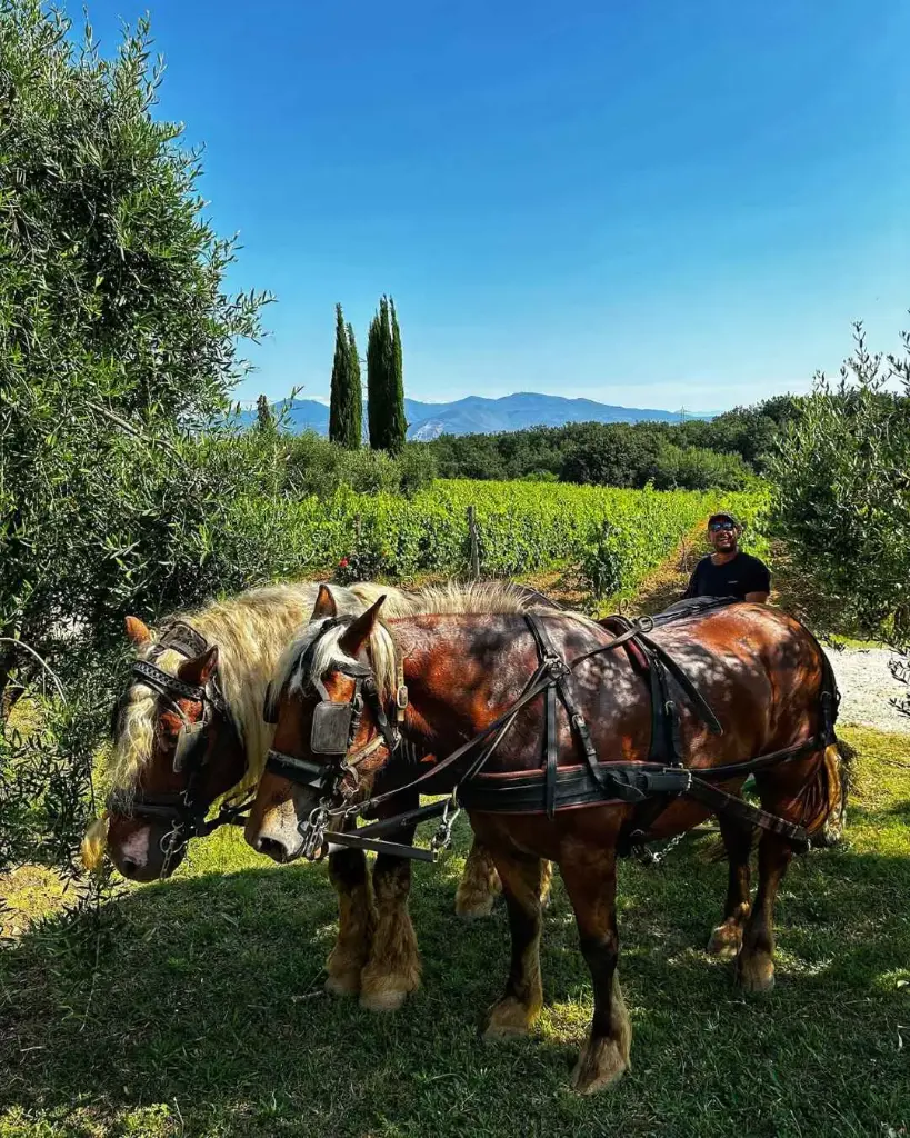 Gli Archi, carriage ride in Tuscany.webp