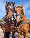 Gli Archi, horses.webp