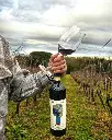 Gli Archi, organic wine.webp