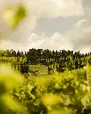 Castello Di Albola Tuscany experience.webp