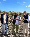 Feudo Maccari vineyard tour.webp