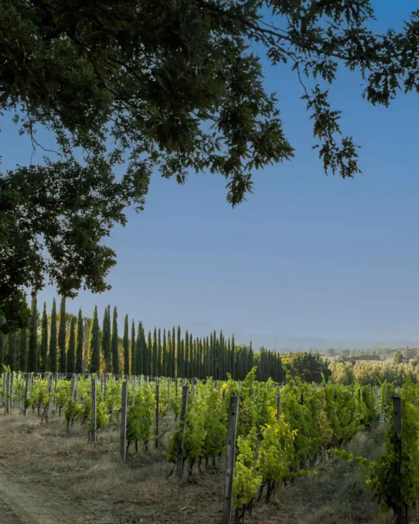 Fattoria Uccelliera, vineyards.webp