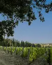 Fattoria Uccelliera, vineyards.webp