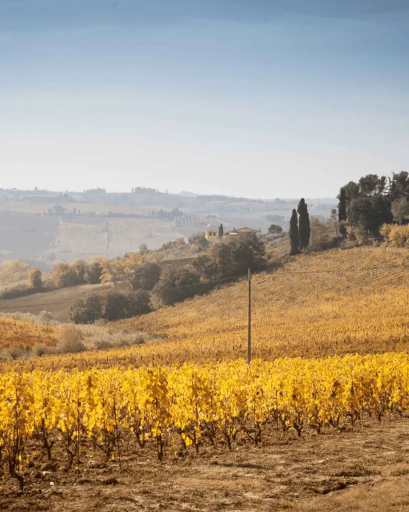 Fattoria San Michele a Torri picnic landscape.webp