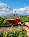 Bodegas Corral wine tour.webp