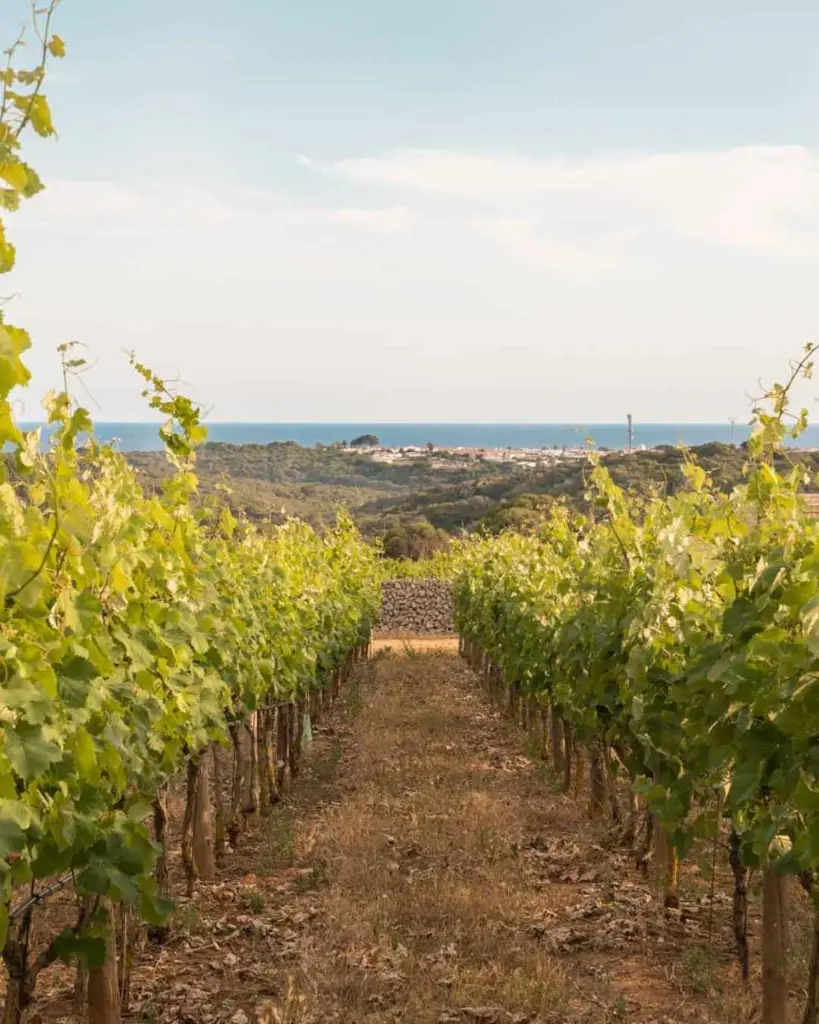 Torralbenc vineyard tour.webp