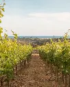 Torralbenc vineyard tour.webp