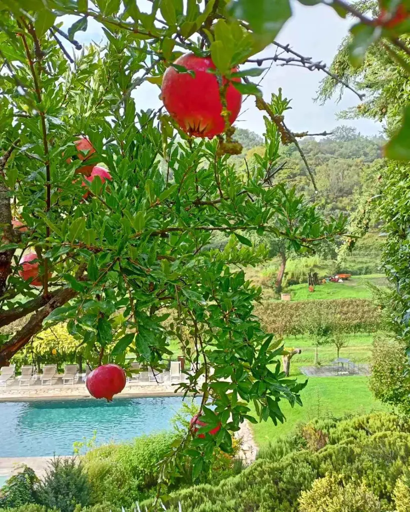 Podere Della Bruciata, agriturismo.webp