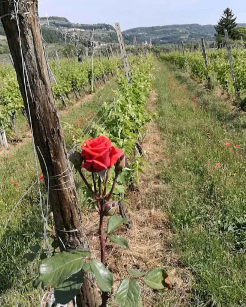 Corte Archi rose vineyard experience.webp