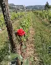 Corte Archi rose vineyard experience.webp