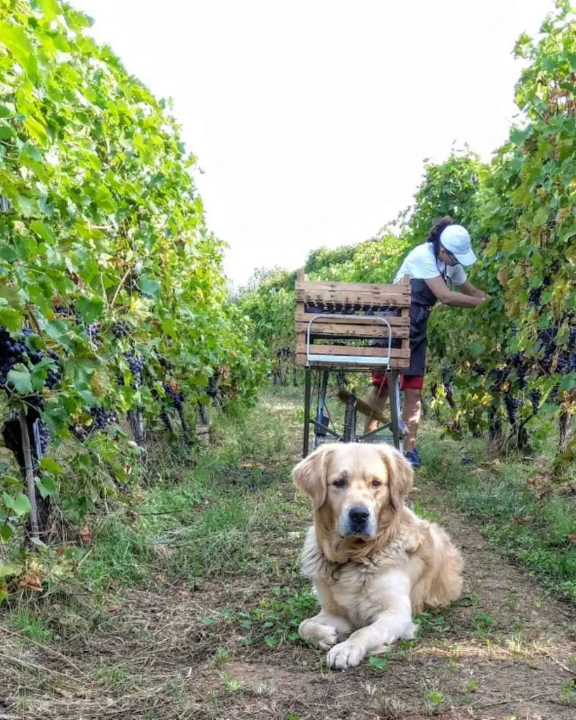 Corte Archi vineyards.webp