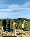Quercia al Poggio, vineyard visit.webp