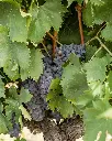 Fattoria Casalbosco, grapes.webp