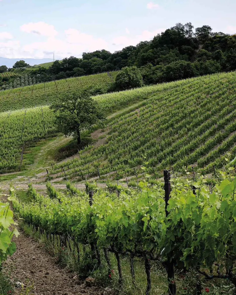 Icario vineyards.webp